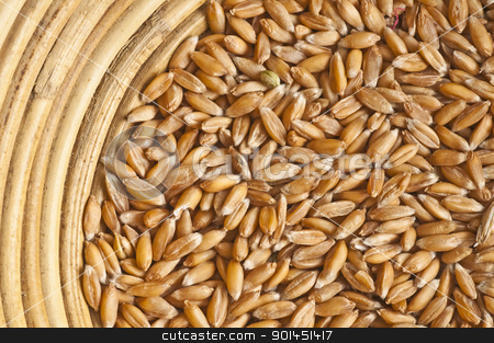 To use this stock image in your creative project, please select the size you need over to the right and click the "Add to Cart" button.
Your downloaded image will come with the Cutcaster watermark removed so don’t worry about the watermark you see on this page. spelt stock photo, spelt by Hans-Joachim Schneider