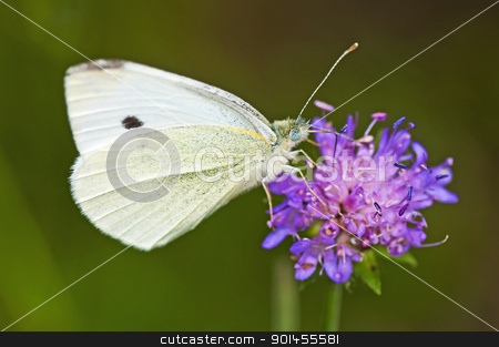 Cabbage butterfly, Pieris brassicae cabbage butterfly, Pieris brassicae stock photo, cabbage butterfly, Pieris brassicae by Hans-Joachim Schneider
