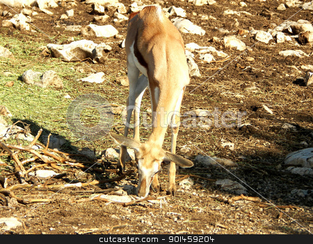 To use this stock image in your creative project, please select the size you need over to the right and click the "Add to Cart" button.
Your downloaded image will come with the Cutcaster watermark removed so don’t worry about the watermark you see on this page. Lone Doe stock photo, Taken in west Texas by Tim Bingham