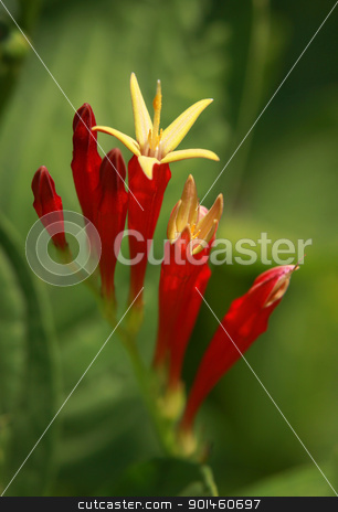 Freesia flower Freesia flower stock photo, Close up shot of Freesia flower on plant by Sreedhar Yedlapati