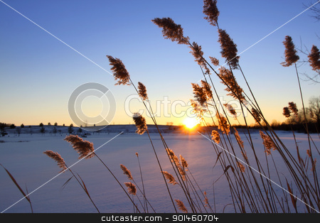 To use this stock image in your creative project, please select the size you need over to the right and click the "Add to Cart" button.
Your downloaded image will come with the Cutcaster watermark removed so don’t worry about the watermark you see on this page. Winter sun set stock photo, Tall grass by the frozen lake with sun set by Sreedhar Yedlapati
