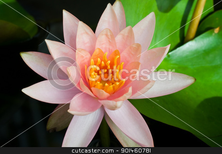 Orange lotus orange lotus stock photo, orange lotus by Komkrit Muangchan