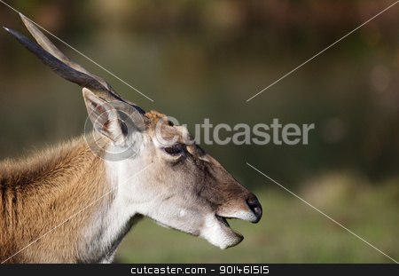 To use this stock image in your creative project, please select the size you need over to the right and click the "Add to Cart" button.
Your downloaded image will come with the Cutcaster watermark removed so don’t worry about the watermark you see on this page. Antelope Head stock photo, Horned head of an adult black buck antelopez by bobkeenan