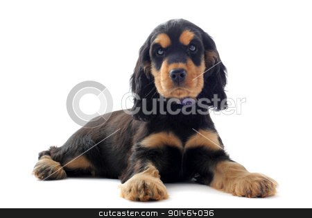 To use this stock image in your creative project, please select the size you need over to the right and click the "Add to Cart" button.
Your downloaded image will come with the Cutcaster watermark removed so don’t worry about the watermark you see on this page. puppy english cocker stock photo, portrait of a purebred puppy english cocker in a studio by Bonzami Emmanuelle