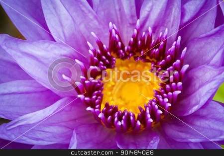 To use this stock image in your creative project, please select the size you need over to the right and click the "Add to Cart" button.
Your downloaded image will come with the Cutcaster watermark removed so don’t worry about the watermark you see on this page. lotus aquatic flora stock photo, lotus aquatic flora for conceptual photo by Yuttasak Jannarong