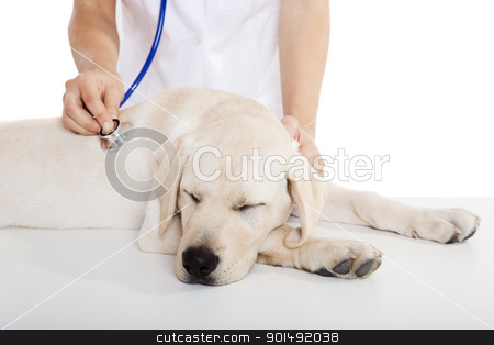 To use this stock image in your creative project, please select the size you need over to the right and click the "Add to Cart" button.
Your downloaded image will come with the Cutcaster watermark removed so don’t worry about the watermark you see on this page. Veterinay taking care of a dog stock photo, Young female veterinary taking care of a beautiful labrador dog by ikostudio