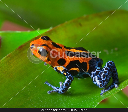 To use this stock image in your creative project, please select the size you need over to the right and click the "Add to Cart" button.
Your downloaded image will come with the Cutcaster watermark removed so don’t worry about the watermark you see on this page. red poison dart frog stock photo, red poison dart frog sitting on green leaf in amazon rain forest of Peru exotic poisonous animal with warning colors rainforest Dendrobates, ranitomeya imitator by Dirk Ercken