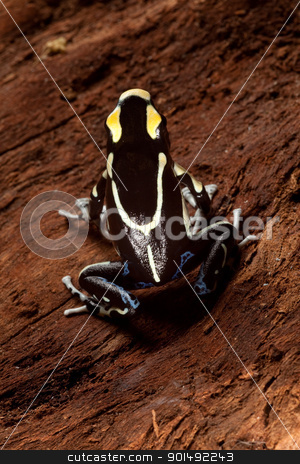 To use this stock image in your creative project, please select the size you need over to the right and click the "Add to Cart" button.
Your downloaded image will come with the Cutcaster watermark removed so don’t worry about the watermark you see on this page. poison dart frog stock photo, frog with black and yellow poisonous animal poison dart frog amazon rainforest by Dirk Ercken
