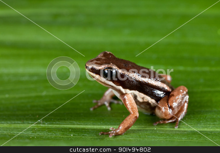 To use this stock image in your creative project, please select the size you need over to the right and click the "Add to Cart" button.
Your downloaded image will come with the Cutcaster watermark removed so don’t worry about the watermark you see on this page. rocket frog cColostethus talamancae stock photo, rocket frog in amazon rain forest tropical exotic amphibian Colostethus talamancae by Dirk Ercken