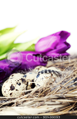 To use this stock image in your creative project, please select the size you need over to the right and click the "Add to Cart" button.
Your downloaded image will come with the Cutcaster watermark removed so don’t worry about the watermark you see on this page. easter eggs with purple tulip flowers stock photo, easter eggs with purple tulip flowers isolated on white background by klenova