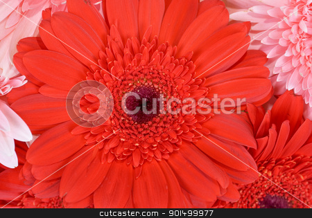 To use this stock image in your creative project, please select the size you need over to the right and click the "Add to Cart" button.
Your downloaded image will come with the Cutcaster watermark removed so don’t worry about the watermark you see on this page. gerbera flowers stock photo, gerbera flowers, close up by olinchuk