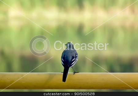 Wagtail on the tube Wagtail on the tube stock photo, Wagtail sitting on the yellow tube on the background of green forest, brown coast, water by rezkrr