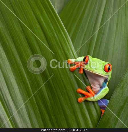 To use this stock image in your creative project, please select the size you need over to the right and click the "Add to Cart" button.
Your downloaded image will come with the Cutcaster watermark removed so don’t worry about the watermark you see on this page. red eyed tree frog stock photo, curious red eyed tree frog hiding in green background leafs Agalychnis callydrias exotic amphibian macro treefrog Costa Rica rain forest animal copyspace by Dirk Ercken