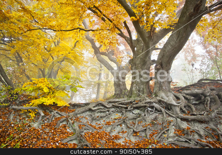Yellow autumn forest yellow autumn forest stock photo, An image of a beautiful yellow autumn forest by Markus Gann