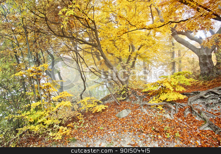 To use this stock image in your creative project, please select the size you need over to the right and click the "Add to Cart" button.
Your downloaded image will come with the Cutcaster watermark removed so don’t worry about the watermark you see on this page. yellow autumn forest stock photo, An image of a beautiful yellow autumn forest by Markus Gann