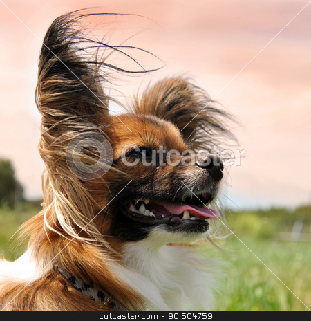 Papillon dog papillon dog stock photo, portrait of a purebred papillon dog in the evening light by Bonzami Emmanuelle