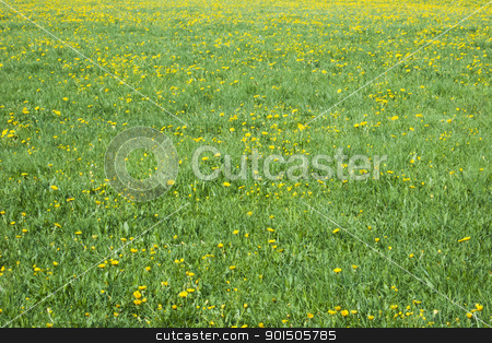 To use this stock image in your creative project, please select the size you need over to the right and click the "Add to Cart" button.
Your downloaded image will come with the Cutcaster watermark removed so don’t worry about the watermark you see on this page. dandelion field stock photo, An image of a dandelion field background by Markus Gann