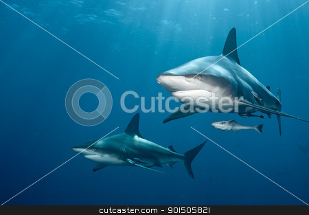 Shark pair Shark pair stock photo, The front view of two blacktip sharks nearing, KwaZulu Natal, South Africa by Fiona Ayerst Underwater Photography