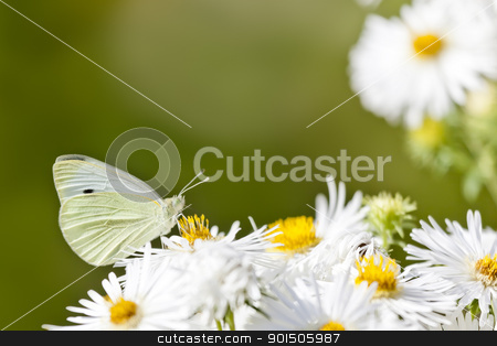 Butterfly butterfly stock photo, An image of a nice white butterfly by Markus Gann