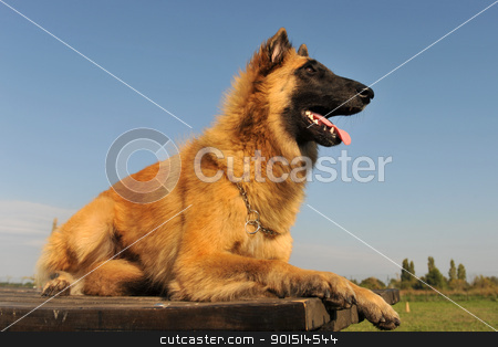 To use this stock image in your creative project, please select the size you need over to the right and click the "Add to Cart" button.
Your downloaded image will come with the Cutcaster watermark removed so don’t worry about the watermark you see on this page. belgian shepherd tervueren stock photo, portrait of a purebred belgian shepherd tervueren on a blue sky by Bonzami Emmanuelle
