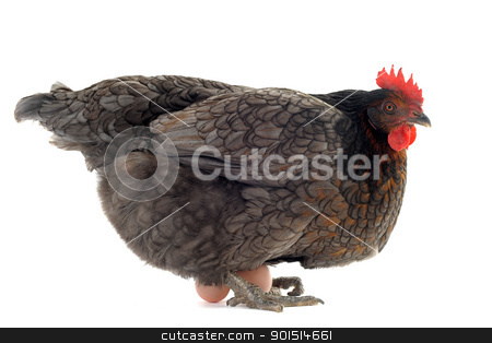 Chicken and eggs chicken and eggs stock photo, a gray chicken and her eggs in front of white background by Bonzami Emmanuelle