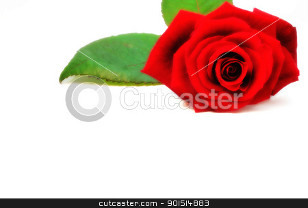 To use this stock image in your creative project, please select the size you need over to the right and click the "Add to Cart" button.
Your downloaded image will come with the Cutcaster watermark removed so don’t worry about the watermark you see on this page. Red rose stock photo, Red isolated rose on white background. by Primus