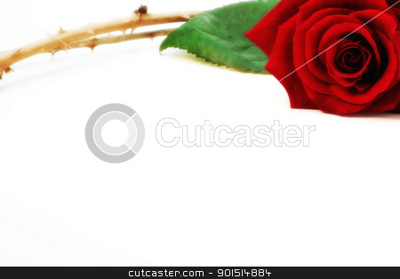 Rose and thorn Rose and thorn stock photo, Red isolated rose and thorns on white background. by Primus