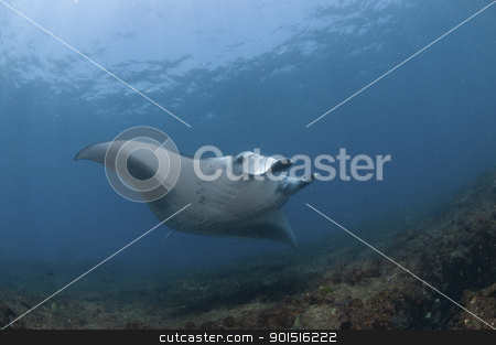 Nearing mantaray Nearing mantaray stock photo, The view of a mantaray swimming along a reef, Zavora, Mozambique by Fiona Ayerst Underwater Photography