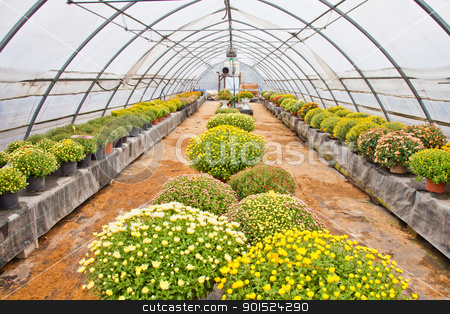 To use this stock image in your creative project, please select the size you need over to the right and click the "Add to Cart" button.
Your downloaded image will come with the Cutcaster watermark removed so don’t worry about the watermark you see on this page. Greenhouse stock photo, Greenhouse interior during autumn season, Piedmont, italy by Perseomedusa