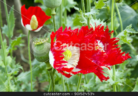 Blooming poppy flower bud closeup backdrop Blooming poppy flower bud closeup backdrop stock photo, Blooming poppy flower bud closeup natural backdrop background. by sauletas