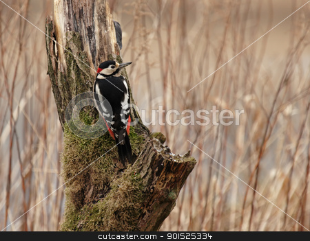 To use this stock image in your creative project, please select the size you need over to the right and click the "Add to Cart" button.
Your downloaded image will come with the Cutcaster watermark removed so don’t worry about the watermark you see on this page. Great Spotted Woodpecker (Dendrocopos major) stock photo, Great Spotted Woodpecker (Dendrocopos major) sitting on a tree trunk by DirkR