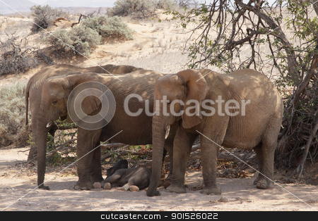 To use this stock image in your creative project, please select the size you need over to the right and click the "Add to Cart" button.
Your downloaded image will come with the Cutcaster watermark removed so don’t worry about the watermark you see on this page. Desert Elephants stock photo, A family of desert elephants relaxes in the shadow of an acacia tree; Damaraland, Namibia by DirkR