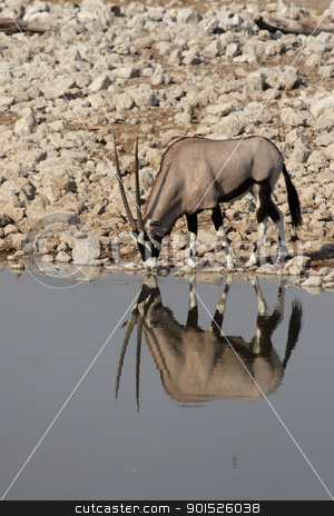 Gemsbok Gemsbok stock photo, Gemsbok (Oryx gazella) at the waterhole in the Etosha National Park, Namibia by DirkR