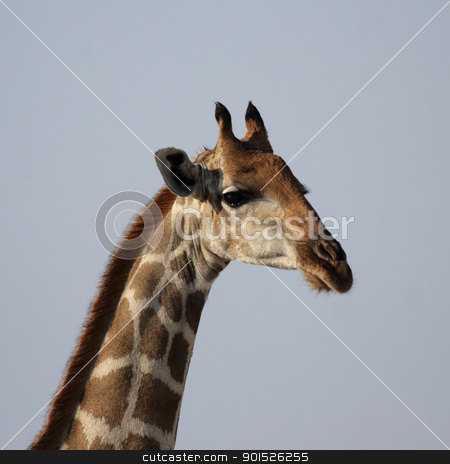 To use this stock image in your creative project, please select the size you need over to the right and click the "Add to Cart" button.
Your downloaded image will come with the Cutcaster watermark removed so don’t worry about the watermark you see on this page. Giraffe stock photo, Portrait of a Giraffe (Giraffa camelopardis) by DirkR