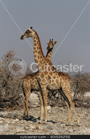 To use this stock image in your creative project, please select the size you need over to the right and click the "Add to Cart" button.
Your downloaded image will come with the Cutcaster watermark removed so don’t worry about the watermark you see on this page. Two Giraffes (Giraffa camelopardis) stock photo, Two Giraffes in the Etosha National Park, Namibia by DirkR