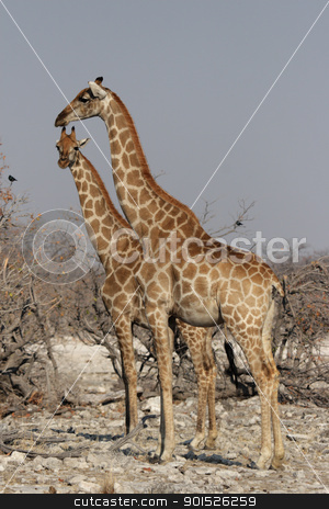 To use this stock image in your creative project, please select the size you need over to the right and click the "Add to Cart" button.
Your downloaded image will come with the Cutcaster watermark removed so don’t worry about the watermark you see on this page. Giraffes (Giraffa camelopardalis) stock photo, Two Giraffes in the Etosha National Park, Namibia by DirkR