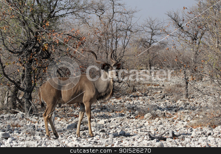 To use this stock image in your creative project, please select the size you need over to the right and click the "Add to Cart" button.
Your downloaded image will come with the Cutcaster watermark removed so don’t worry about the watermark you see on this page. Greater Kudu (Tragelaphus strepsiceros) stock photo, Greater Kudu (Tragelaphus strepsiceros) in the Etosha National Park, Namibia by DirkR