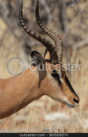 Black-faced Impala (Aepyceros melampus petersi) Black-faced Impala (Aepyceros melampus petersi) stock photo, Black-faced Impala (Aepyceros melampus petersi) in the Etosha National Park, Namibia by DirkR