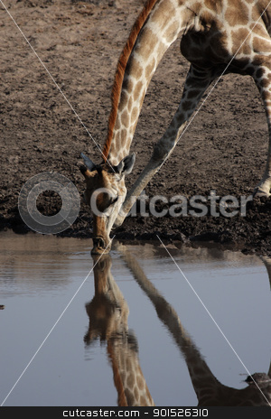To use this stock image in your creative project, please select the size you need over to the right and click the "Add to Cart" button.
Your downloaded image will come with the Cutcaster watermark removed so don’t worry about the watermark you see on this page. Giraffe (Giraffa camelopardalis) stock photo, Drinking Giraffe at the waterhole in the Etosha National Park, Namibia by DirkR