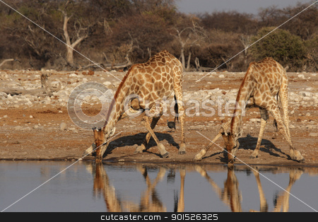 To use this stock image in your creative project, please select the size you need over to the right and click the "Add to Cart" button.
Your downloaded image will come with the Cutcaster watermark removed so don’t worry about the watermark you see on this page. Two Giraffes stock photo, Two Giraffes drinking at the waterhole in the Etosha National Park, Namibia by DirkR