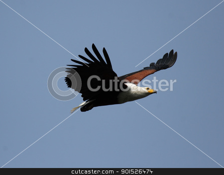 African Fish Eagle African Fish Eagle stock photo, African Fish Eagle (Haliaeetus vocifer) in the Okavango Delta, Botswana. by DirkR