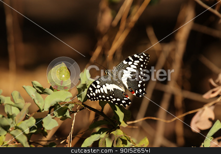 To use this stock image in your creative project, please select the size you need over to the right and click the "Add to Cart" button.
Your downloaded image will come with the Cutcaster watermark removed so don’t worry about the watermark you see on this page. Citrus Swallowtail (Papilio demodocus) stock photo, Citrus Swallowtail (Papilio demodocus) in the Okavango Delta in Botswana. by DirkR