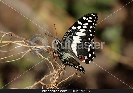 To use this stock image in your creative project, please select the size you need over to the right and click the "Add to Cart" button.
Your downloaded image will come with the Cutcaster watermark removed so don’t worry about the watermark you see on this page. Citrus Swallowtail (Papilio demodocus) stock photo, Citrus Swallowtail (Papilio demodocus) in the Okavango Delta in Botswana. by DirkR