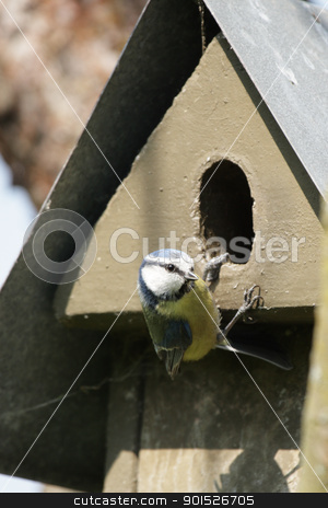 To use this stock image in your creative project, please select the size you need over to the right and click the "Add to Cart" button.
Your downloaded image will come with the Cutcaster watermark removed so don’t worry about the watermark you see on this page. Blue Tit (Parus caeruleus) stock photo, Blue Tit (Parus caeruleus) sitting on a nesting box. by DirkR