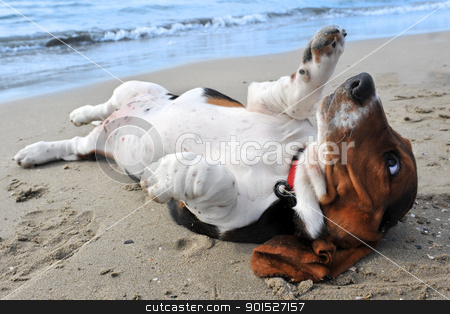 To use this stock image in your creative project, please select the size you need over to the right and click the "Add to Cart" button.
Your downloaded image will come with the Cutcaster watermark removed so don’t worry about the watermark you see on this page. basset hound on a beach stock photo, picture of puppy purebred basset hound on a beach by Bonzami Emmanuelle