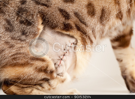 To use this stock image in your creative project, please select the size you need over to the right and click the "Add to Cart" button.
Your downloaded image will come with the Cutcaster watermark removed so don’t worry about the watermark you see on this page. Stitched wound on bengal cat stock photo, Close up of the stitches after an operation on a bengal kitten by Steven Heap