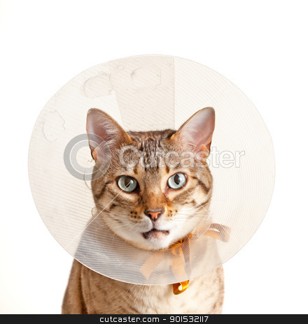 To use this stock image in your creative project, please select the size you need over to the right and click the "Add to Cart" button.
Your downloaded image will come with the Cutcaster watermark removed so don’t worry about the watermark you see on this page. Bengal kitten with neck collar stock photo, Bengal cat looking sad in neck collar to stop it licking a wound by Steven Heap