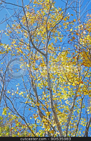 Autumn forest against blue sky autumn forest against blue sky stock photo, autumn forest against blue sky in Iwate,Japan by yoshiyayo