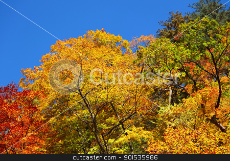 Autumn forest against blue sky autumn forest against blue sky stock photo, autumn forest against blue sky in Iwate,Japan by yoshiyayo
