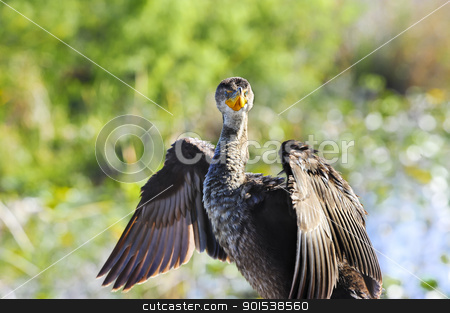 To use this stock image in your creative project, please select the size you need over to the right and click the "Add to Cart" button.
Your downloaded image will come with the Cutcaster watermark removed so don’t worry about the watermark you see on this page. Double Crested Cormorant stock photo, A Double Crested Cormorant with wings spread enjoying the sun. by Don Fink